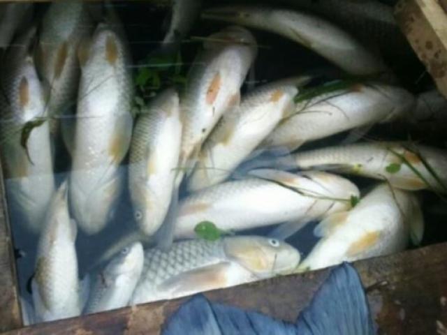 Tin tức trong ngày - Cá nuôi trên sông Bưởi tiếp tục chết bất thường