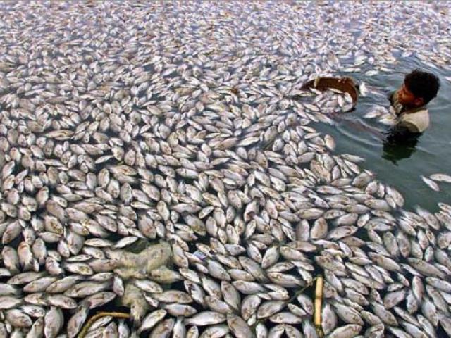 Video An ninh - Cá chết bất thường ở hàng loạt các quốc gia