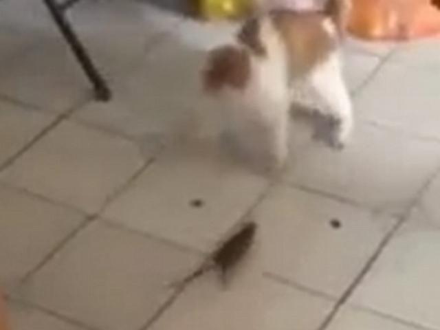 Video clip: Chuột bé xíu truy đuổi mèo "gây sốt" mạng