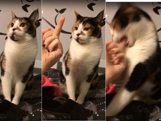 Thế giới - Mèo hiền nổi đóa tấn công chủ vì bị chỉ "ngón tay thối"