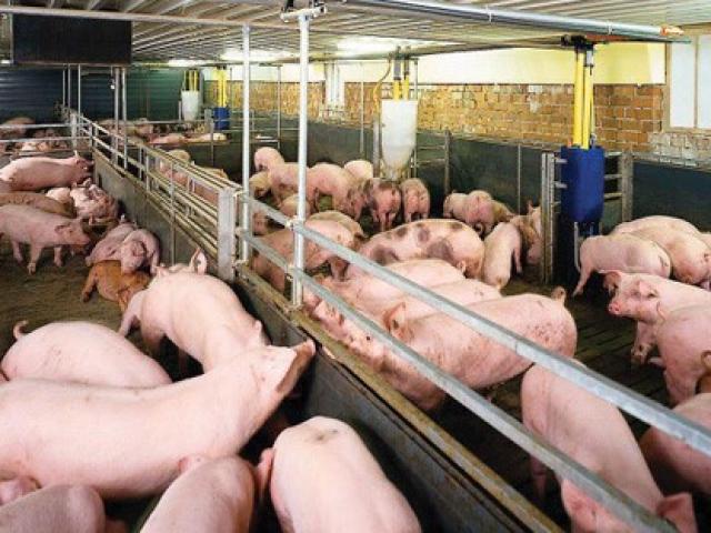 Thị trường - Tiêu dùng - "Đừng để thương lái Trung Quốc bò sang tận đây"