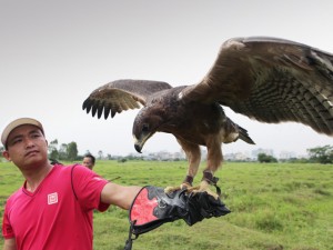 Tin tức trong ngày - Lạ lẫm thú chơi “chúa tể bầu trời” ở Hà Nội (Kỳ 1)