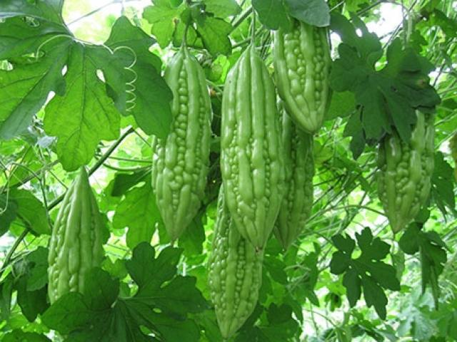 Sức khỏe đời sống - Cẩn trọng khi ăn mướp đắng nếu không muốn gặp nguy hiểm