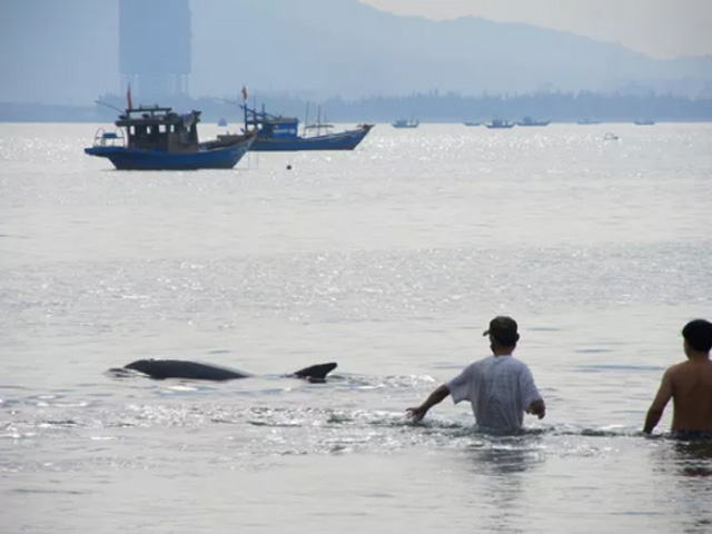 Tin tức trong ngày - Giải cứu cá heo nặng gần 1 tạ bị thương dạt vào bờ biển