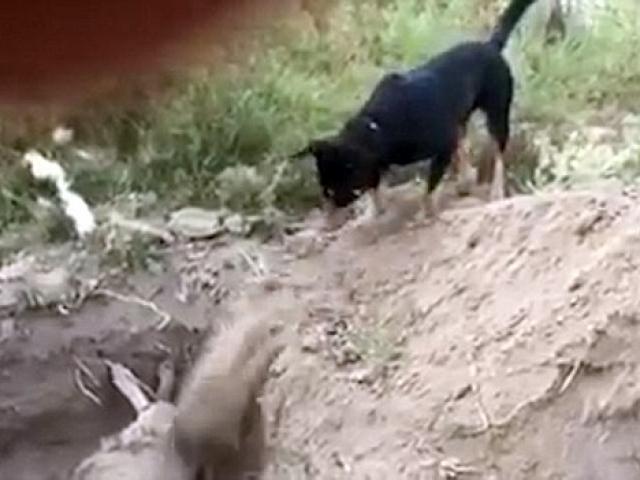 Thế giới - Video: Chó giúp chôn xác bạn gây xúc động