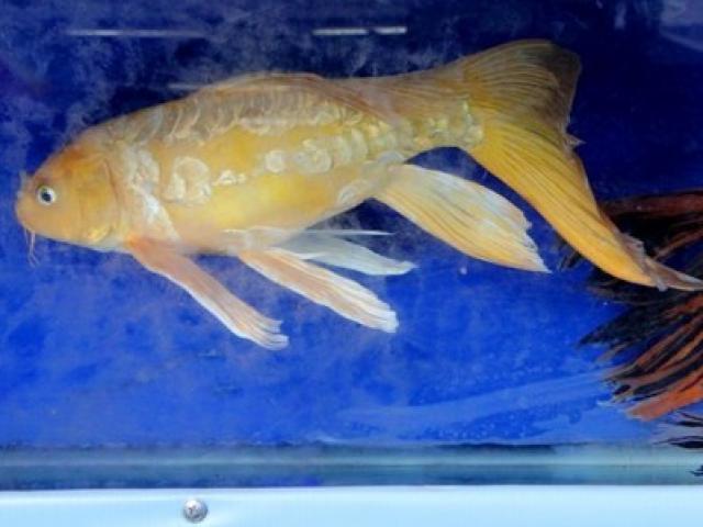 Thị trường - Tiêu dùng - Bộ trưởng Phát đáp lời Bí thư Thăng vụ "cá kiểng kêu cứu"