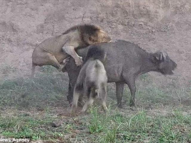 Thế giới - Trâu rừng bất ngờ được sư tử cái "cứu mạng"