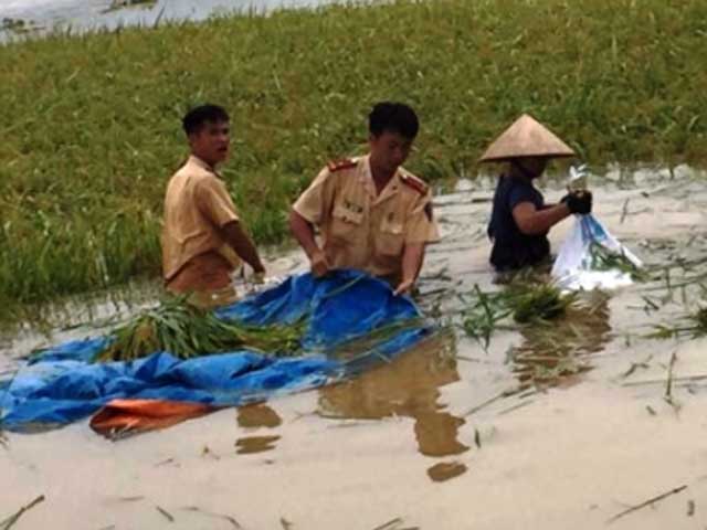 Tin tức trong ngày - CSGT lội ruộng, ngâm mình cứu lúa trong nước lũ