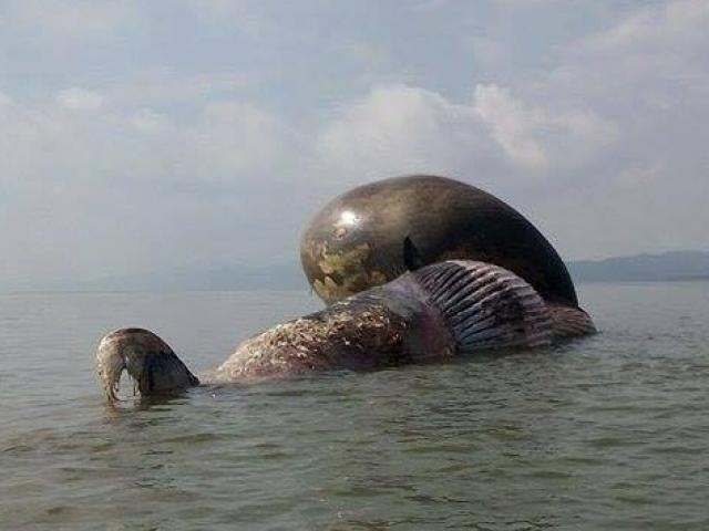 Cận cảnh cá voi khủng chết trôi dạt trên biển Nghệ An