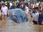 Tin tức trong ngày - Cá voi 13 tấn được hàng nghìn người giải cứu đã chết