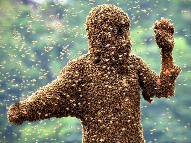 Thanh niên Mỹ bị nghìn con ong rừng đốt chết