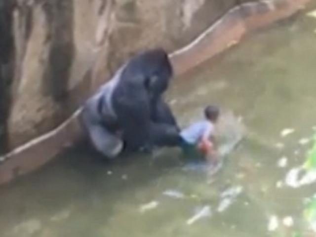 Mỹ: Khỉ đột 2 tạ kéo tuột bé 3 tuổi vào chuồng
