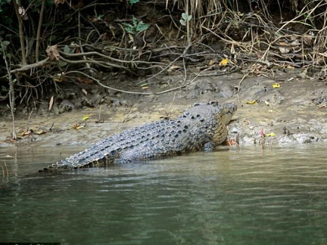 Tắm biển ở Australia, nữ du khách bị cá sấu ăn thịt