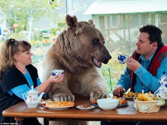 Phi thường - kỳ quặc - Gia đình Nga sống cùng chú gấu "đô vật" 140kg, cao 2,1m