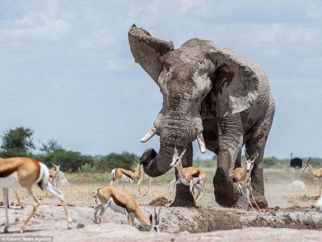 Thế giới - Voi 8 tấn dùng vòi quét linh dương chiếm chỗ tắm bùn