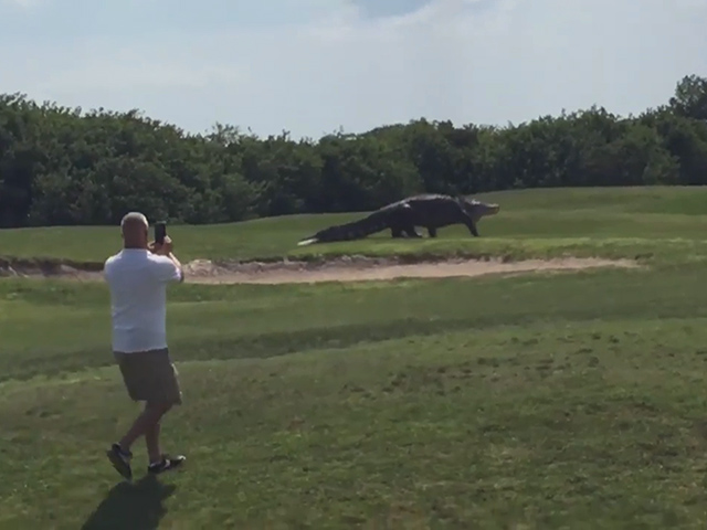 Thể thao - Kinh hãi với cá sấu khổng lồ trên sân golf