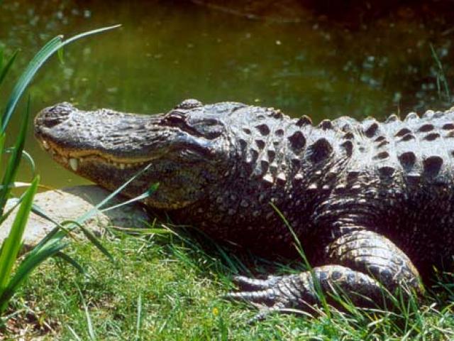 Thế giới - Bắt gặp hai cá sấu đang ăn xác người ở Mỹ