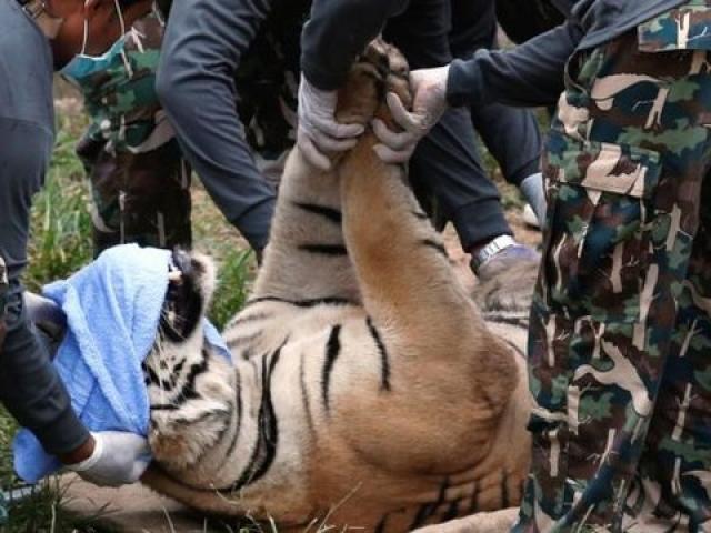 Ngôi chùa nuôi 137 con hổ dữ ở Thái Lan