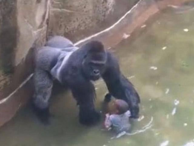 Thế giới - Bé 3 tuổi rơi vào chuồng khỉ đột: Bố mẹ bị điều tra