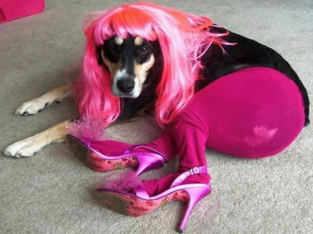 Cười 24h - Những chú cún sành điệu với hàng hiệu