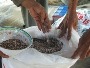 Thị trường - Tiêu dùng - Đau đớn vô cùng khi nông dân phải dùng phân bón giả