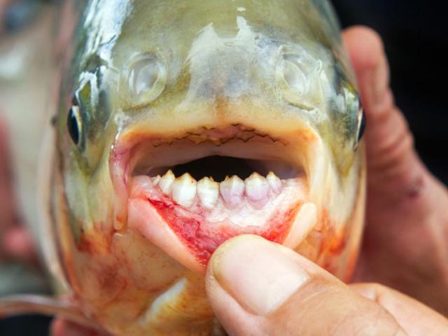 Thế giới - Bắt được cá có hàm "răng người" ở Mỹ