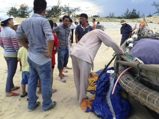 Tin tức trong ngày - Phát hiện cá mái chèo khổng lồ dạt vào bờ biển TT-Huế