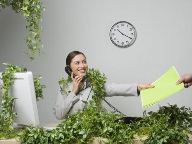 Bạn trẻ - Cuộc sống - Những điều cấm kị về cây cối không thể xem thường