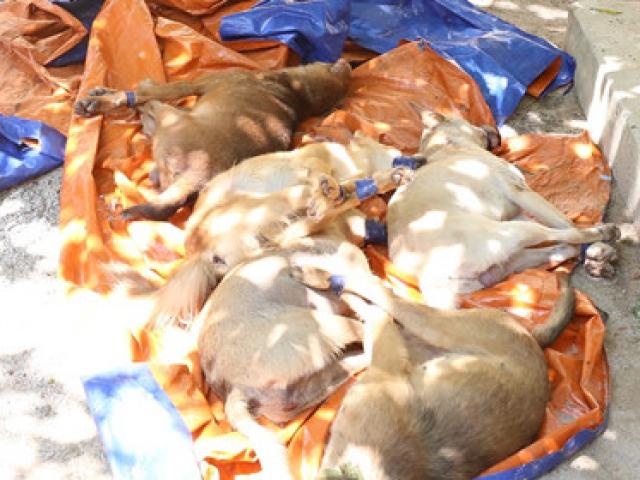 Pháp luật - "Cẩu tặc" thuê xe ô tô đi trộm hàng chục con chó trong đêm