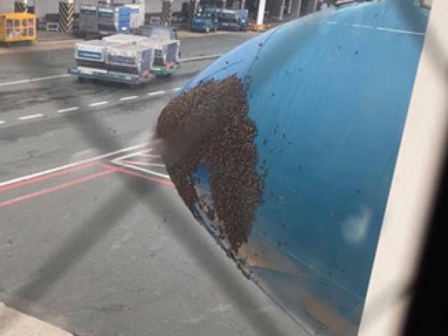 Hàng ngàn con ong bu kín đầu máy bay Vietnam Airlines sau cơn mưa
