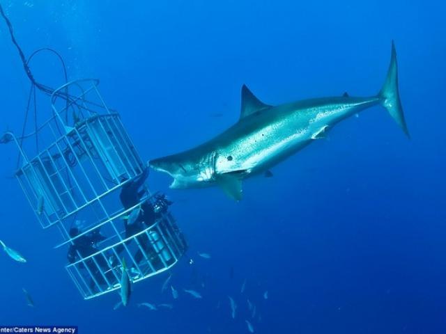Thế giới - Rợn người cảnh thợ lặn "tát" vào mặt cá mập hung dữ