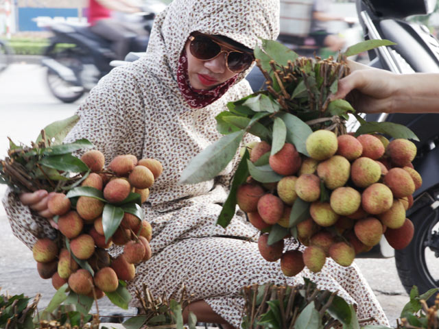 Tin tức trong ngày - Sư thầy cùng sinh viên ra tay “giải cứu” vải Bắc Giang