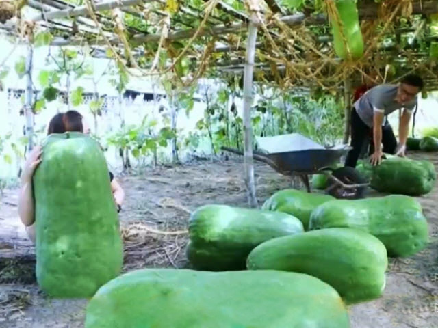 Du lịch - Kỳ lạ làng bí đao "khổng lồ" ở Bình Định