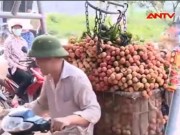 Video An ninh - Tại sao thương lái TQ đổ xô thu mua vải sớm?