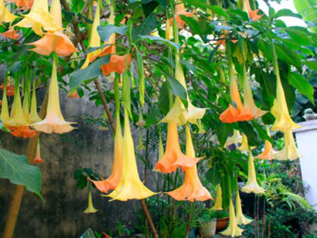 Tin tức trong ngày - 5 người trong một gia đình nhập viện vì ăn rau hoa chuông