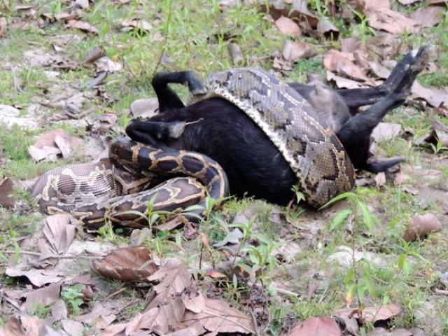 Phi thường - kỳ quặc - Ấn Độ: Trăn rừng mò vào nhà dân bắt trộm dê nuốt sống