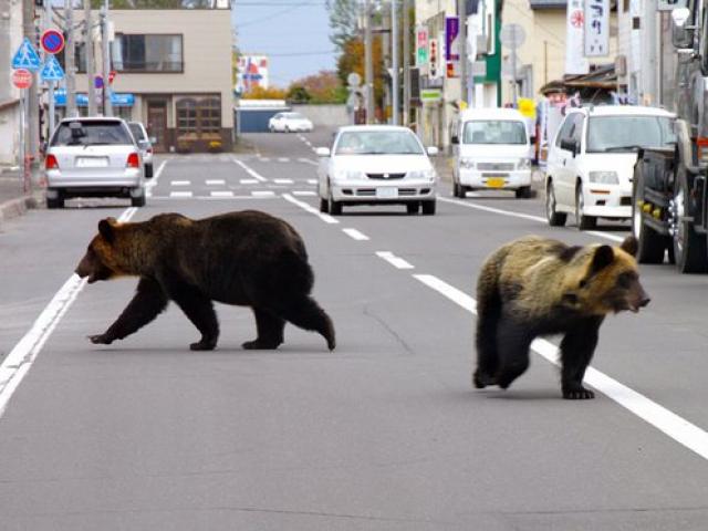 4 người Nhật bị gấu tấn công đến chết