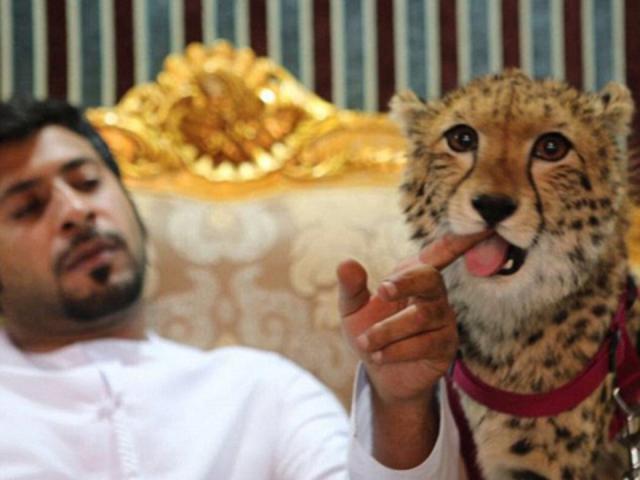 Triệu phú trẻ Ả Rập khoe dàn thú dữ nuôi như chó nhà