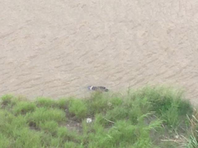 Tin tức trong ngày - Phát hiện thi thể thanh niên nổi dưới chân cầu Vĩnh Tuy