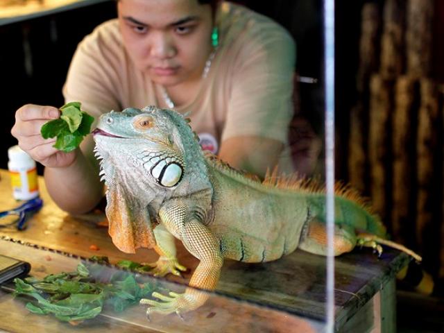 Thị trường - Tiêu dùng - Rồng Nam Mỹ - “Cơn sốt” thú cưng của giới trẻ Việt