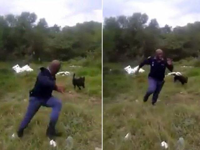 Thế giới - Video: Cảnh sát hoảng hồn bỏ chạy khi thấy rắn