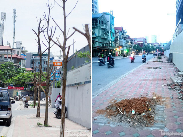 Tin tức trong ngày - Hà Nội: Nhổ bỏ hàng loạt cây xanh chết khô như cột điện
