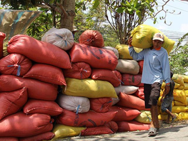 Thị trường - Tiêu dùng - Trung Quốc sang tận ruộng kiểm tra gạo Việt