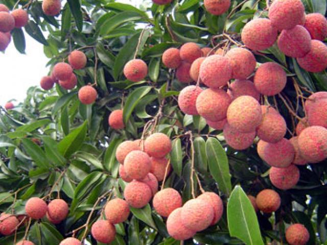 Thị trường - Tiêu dùng - 1 kg vải thiều gánh 8.000 đồng chi phí