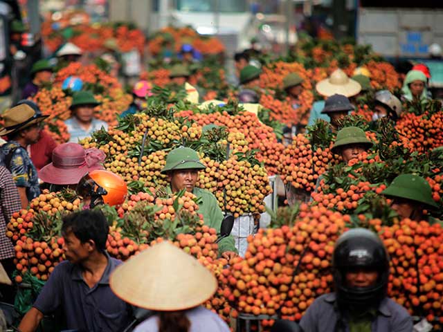 Tin tức trong ngày - Ảnh: Vải thiều nhuộm đỏ quốc lộ trên xứ vải Lục Ngạn