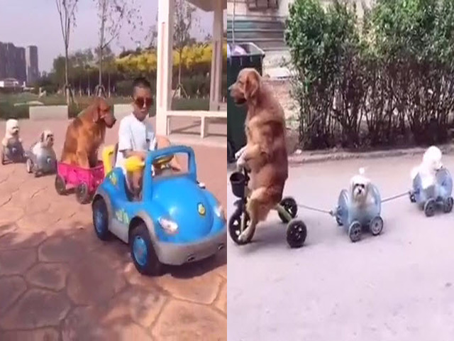 Video Clip Cười - Clip hài: "Bố ơi, mình đi đâu thế" phiên bản chó