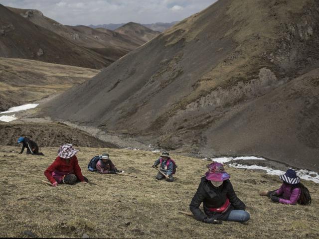 Ảnh: Thâm nhập "mỏ vàng" đông trùng hạ thảo ở Tây Tạng