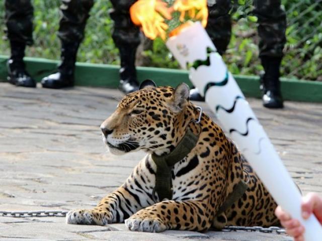 Thế giới - Brazil: Báo gấm "rước đuốc" Olympic bất ngờ bị bắn chết