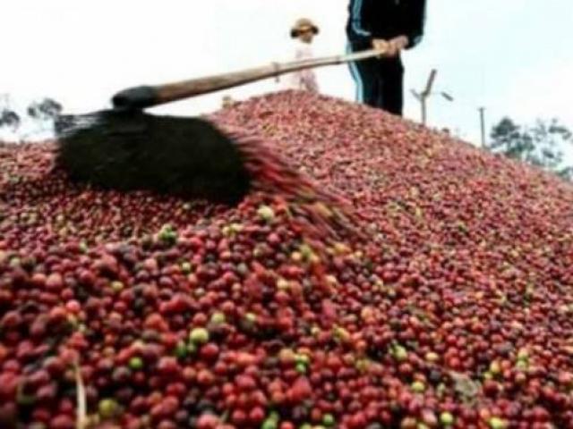 Thị trường - Tiêu dùng - Giá cà phê lên "đỉnh" cao nhất từ đầu năm