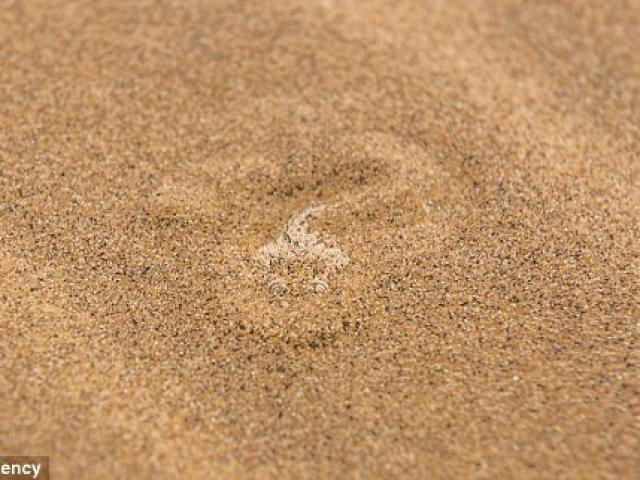 Thế giới - Rắn độc "tàng hình" tài tình dưới cát